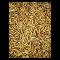 Live Mealworms