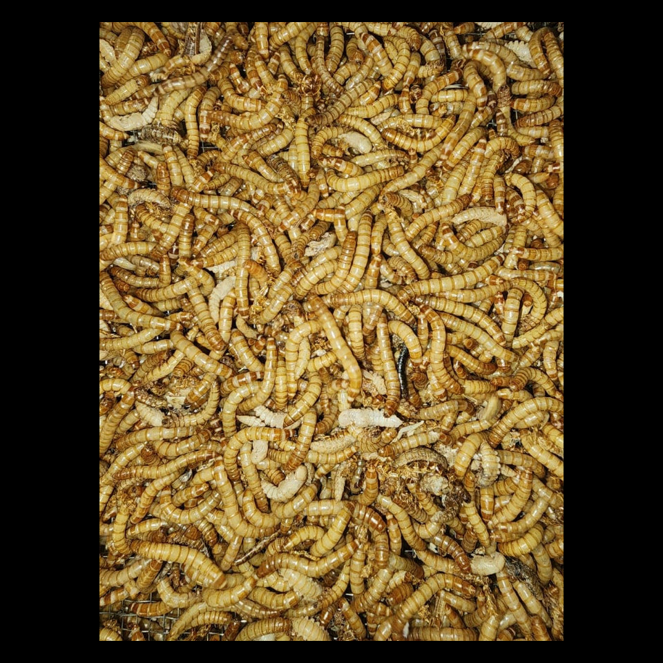 Live Mealworms