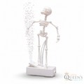 Dancing Skeleton Aquarium Ornament , Fun & Unique Air-Powered Aquarium Decoration
