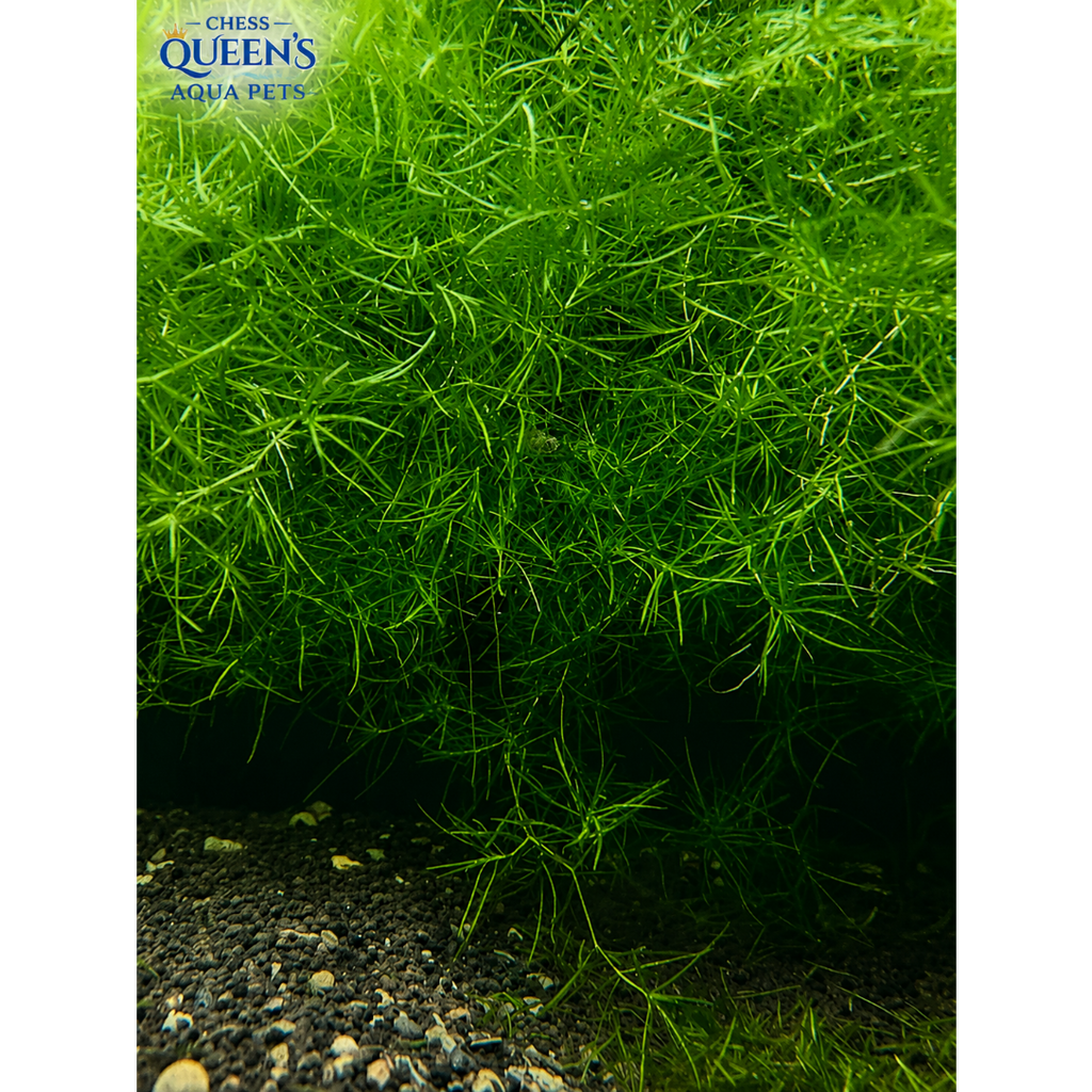 Guppy Grass