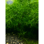 Guppy Grass
