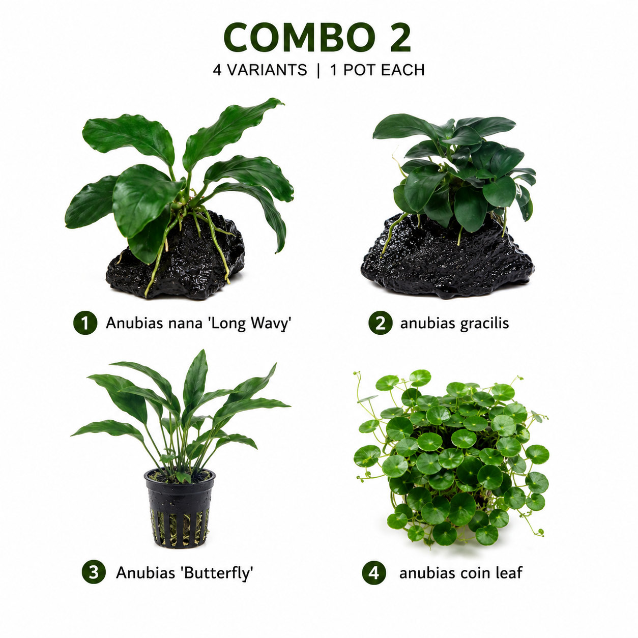 Anubias Mega-Combo