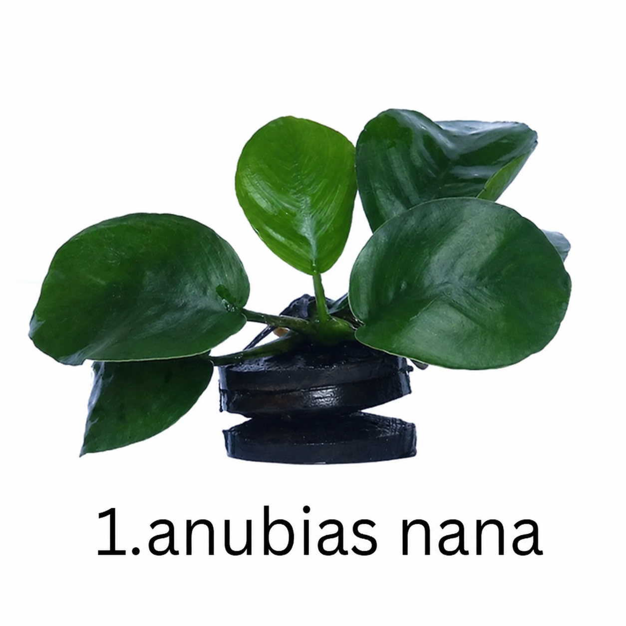 Anubias Mega-Combo