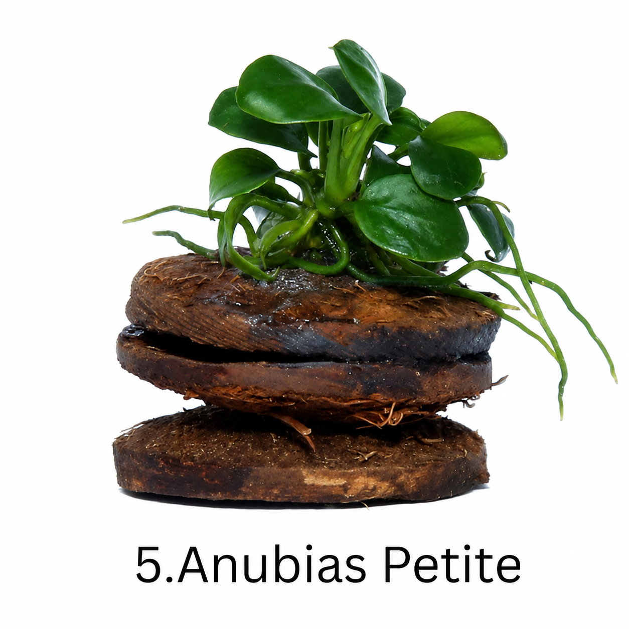 Anubias Mega-Combo