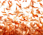 Artemia Capsules