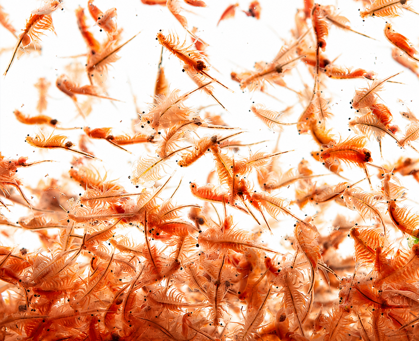 Artemia Capsules