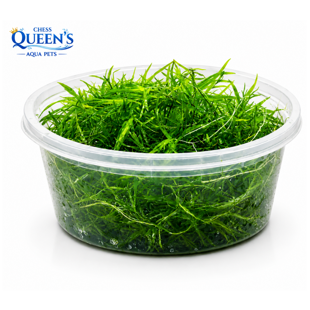 Guppy Grass