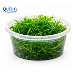 Guppy Grass
