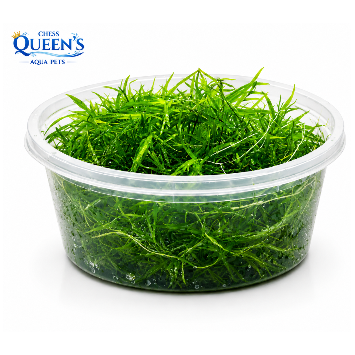 Guppy Grass