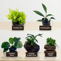 Anubias Mega-Combo