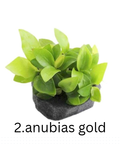 Anubias Mega-Combo