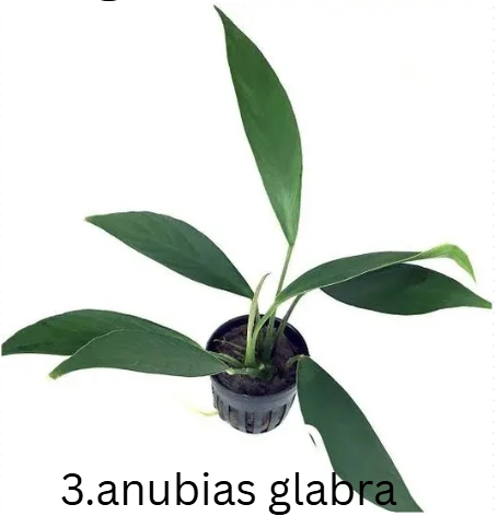 Anubias Mega-Combo