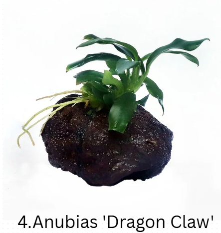 Anubias Mega-Combo