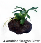 Anubias Mega-Combo