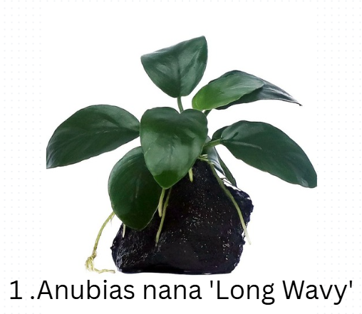 Anubias Mega-Combo
