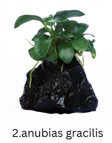 Anubias Mega-Combo