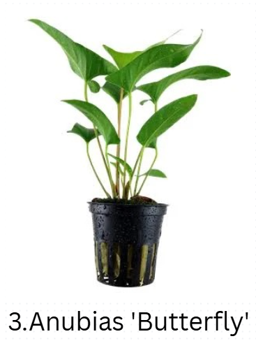 Anubias Mega-Combo