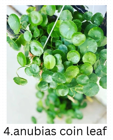 Anubias Mega-Combo