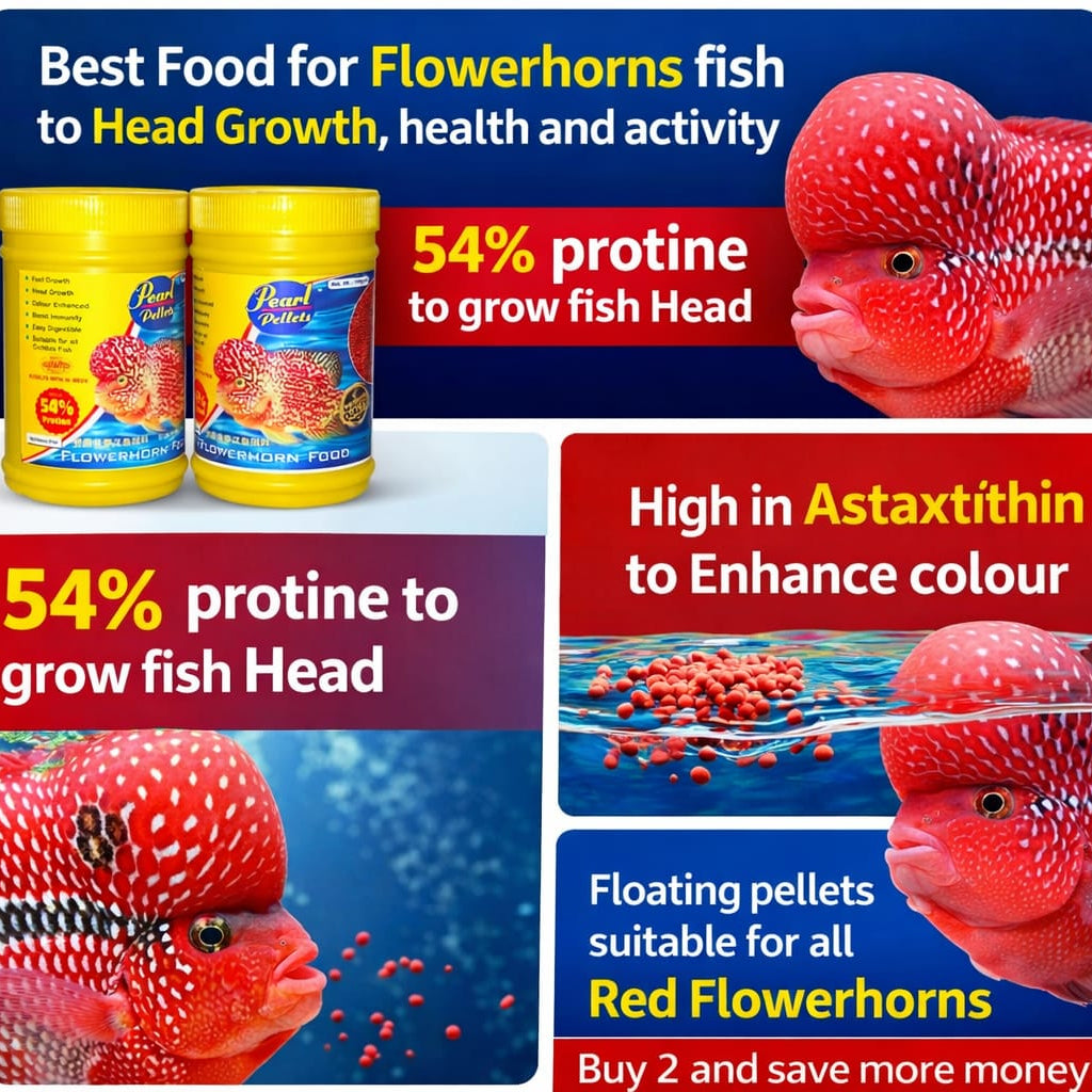 Pearl Pellets Flowerhorn Food 100g | Premium Flowerhorn Fish Food