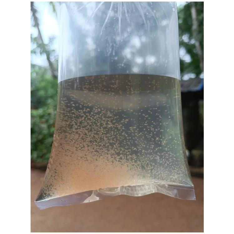 Moina Culture for Fish Fry