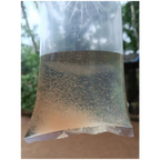 Moina Culture for Fish Fry