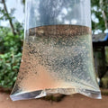 Moina Culture for Fish Fry
