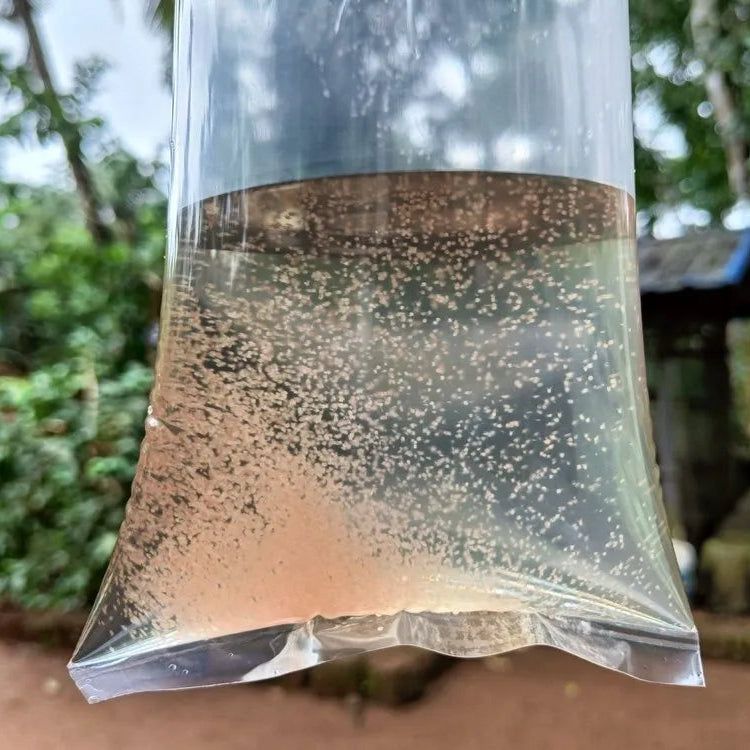 Moina Culture for Fish Fry